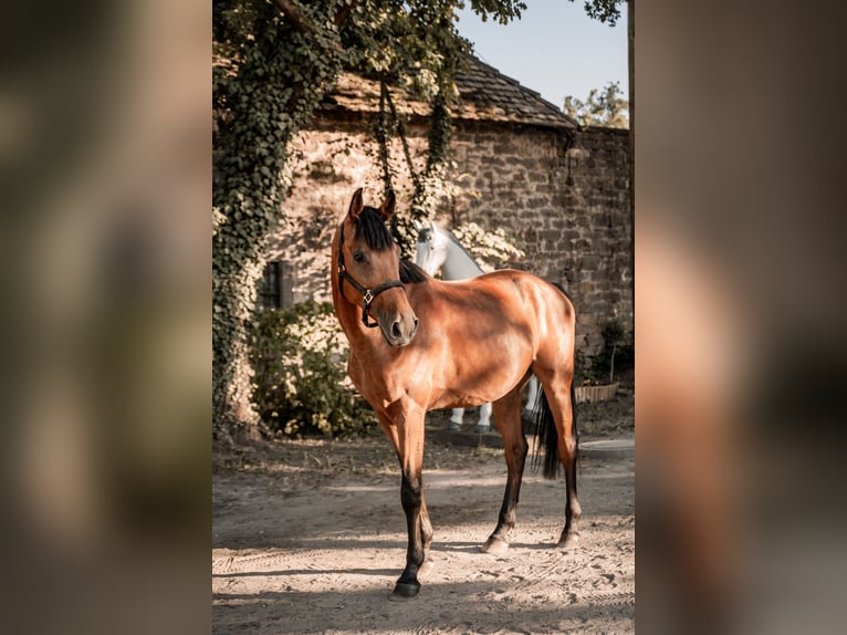 Cheval de sport hongrois Hongre 7 Ans 166 cm Bai in Ha&#xDF;loch