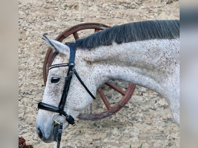 Cheval de sport hongrois Hongre 7 Ans 167 cm Gris moucheté in Glandorf