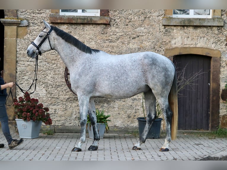 Cheval de sport hongrois Hongre 7 Ans 167 cm Gris moucheté in Glandorf