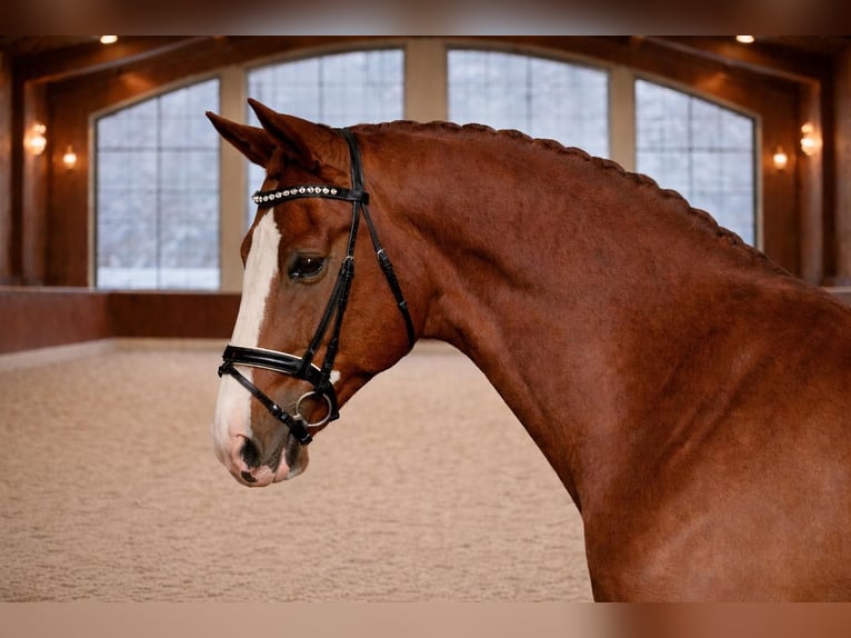 Cheval de sport hongrois Hongre 7 Ans 168 cm Alezan brûlé in Budapest