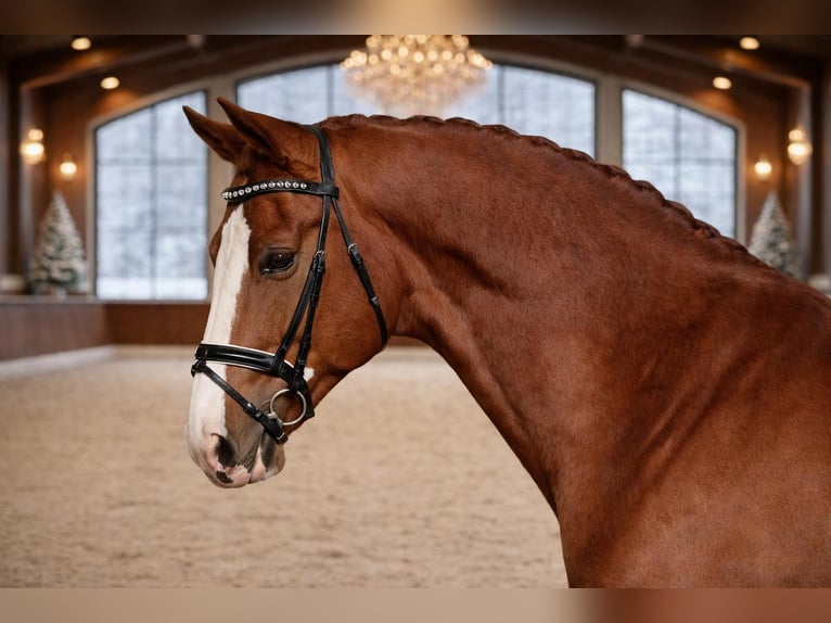 Cheval de sport hongrois Hongre 7 Ans 168 cm Alezan brûlé in Budapest