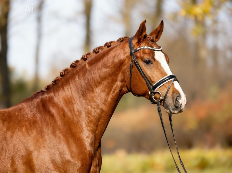 Cheval de sport hongrois Hongre 7 Ans 168 cm Alezan brûlé in Budapest