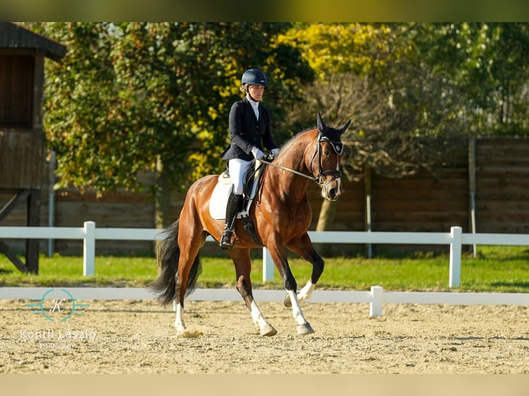 Cheval de sport hongrois Hongre 7 Ans 168 cm Bai in Gy&#x151;r&#xFA;jbar&#xE1;t