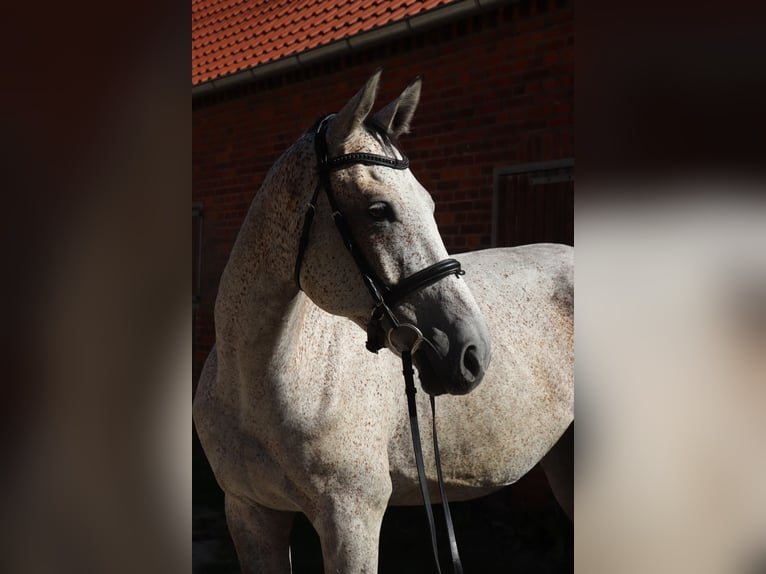 Cheval de sport hongrois Hongre 7 Ans 168 cm in Glandorf