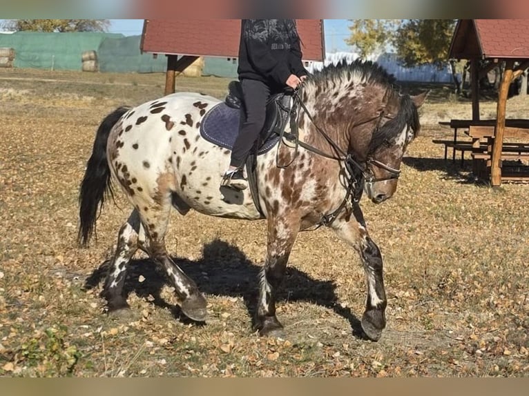 Cheval de sport hongrois Hongre 7 Ans 169 cm Léopard in Tass