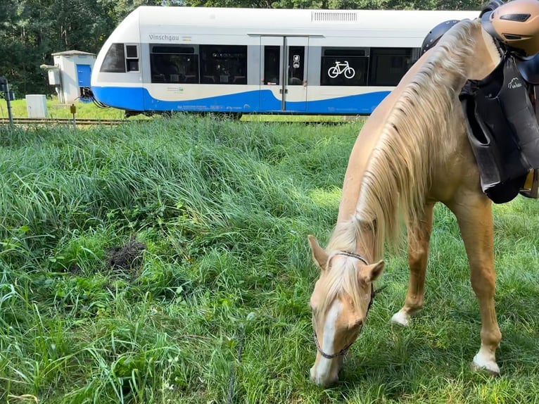 Cheval de sport hongrois Hongre 7 Ans 170 cm Palomino in Hönow