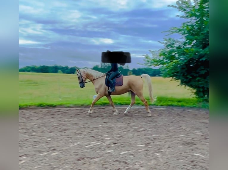 Cheval de sport hongrois Hongre 7 Ans 170 cm Palomino in Hönow