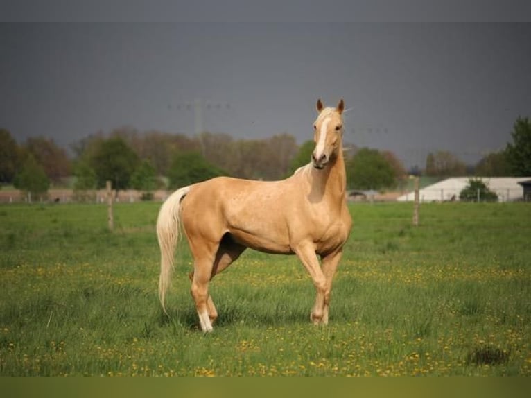 Cheval de sport hongrois Hongre 7 Ans 170 cm Palomino in Hönow