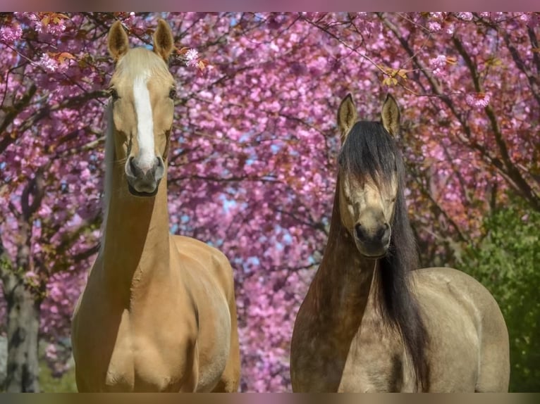 Cheval de sport hongrois Hongre 7 Ans 170 cm Palomino in Hönow