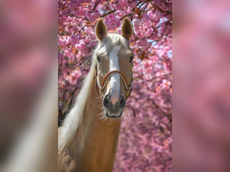 Cheval de sport hongrois Hongre 7 Ans 170 cm Palomino in Hönow