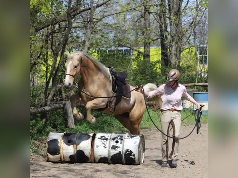 Cheval de sport hongrois Hongre 7 Ans 170 cm Palomino in Hönow