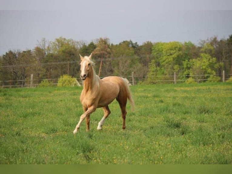 Cheval de sport hongrois Hongre 7 Ans 170 cm Palomino in Hönow