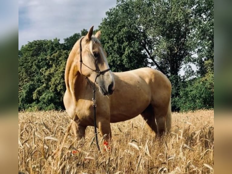 Cheval de sport hongrois Hongre 7 Ans 170 cm Palomino in Hönow