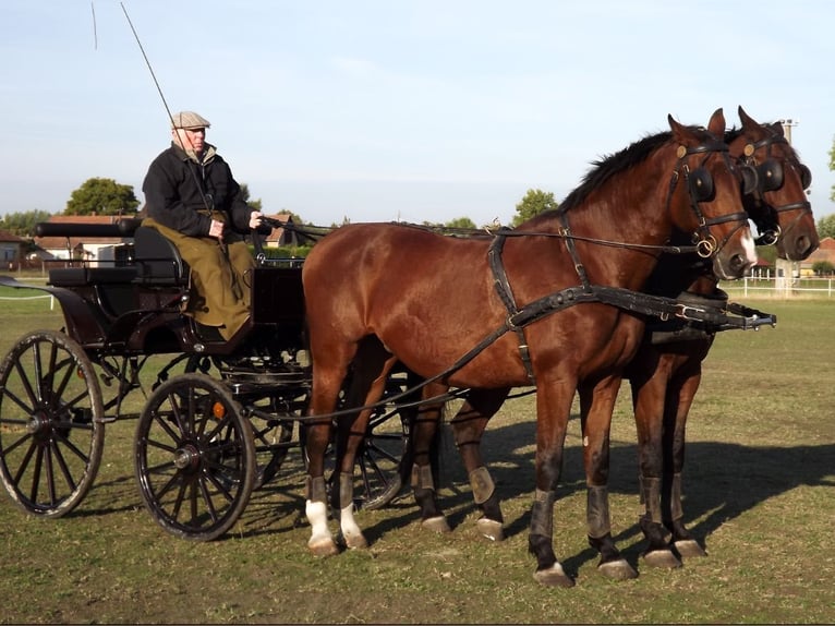 Cheval de sport hongrois Hongre 7 Ans 171 cm Bai in Kecskemét