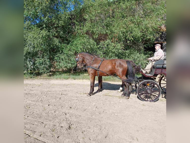 Cheval de sport hongrois Hongre 7 Ans 171 cm Bai in Kecskemét