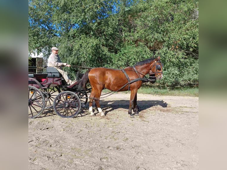 Cheval de sport hongrois Hongre 7 Ans 171 cm Bai in Kecskemét