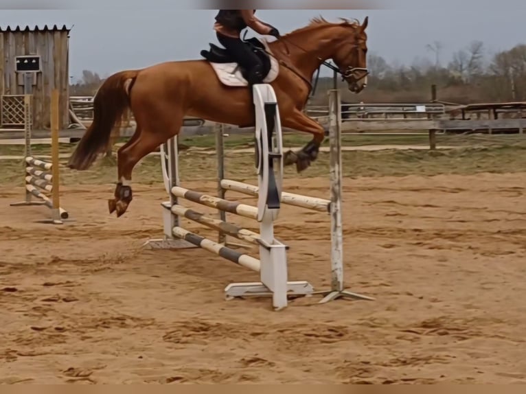 Cheval de sport hongrois Hongre 7 Ans 172 cm Alezan in Leinburg