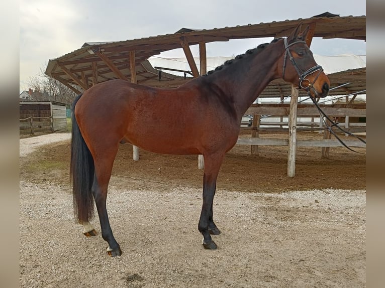 Cheval de sport hongrois Hongre 7 Ans 175 cm Bai in Rechnitz