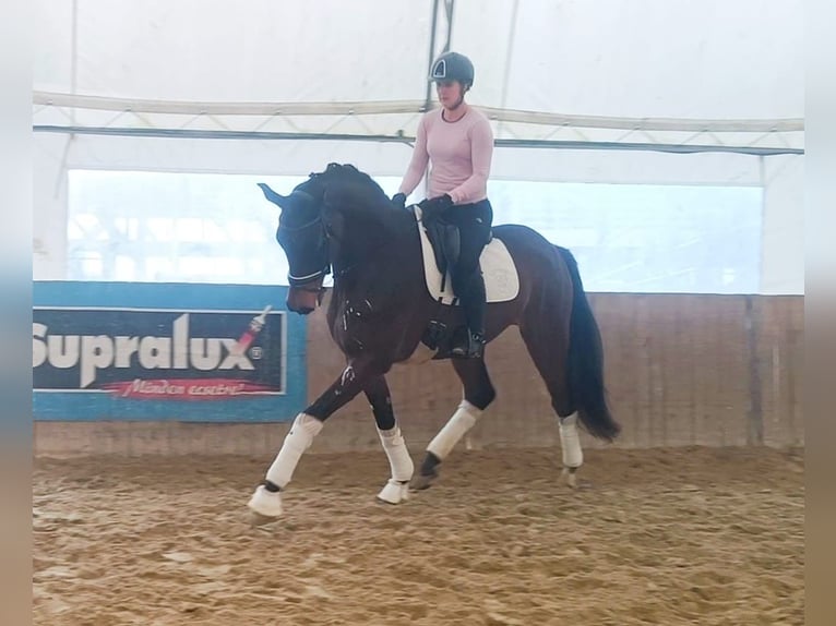 Cheval de sport hongrois Hongre 7 Ans 175 cm Bai in Rechnitz