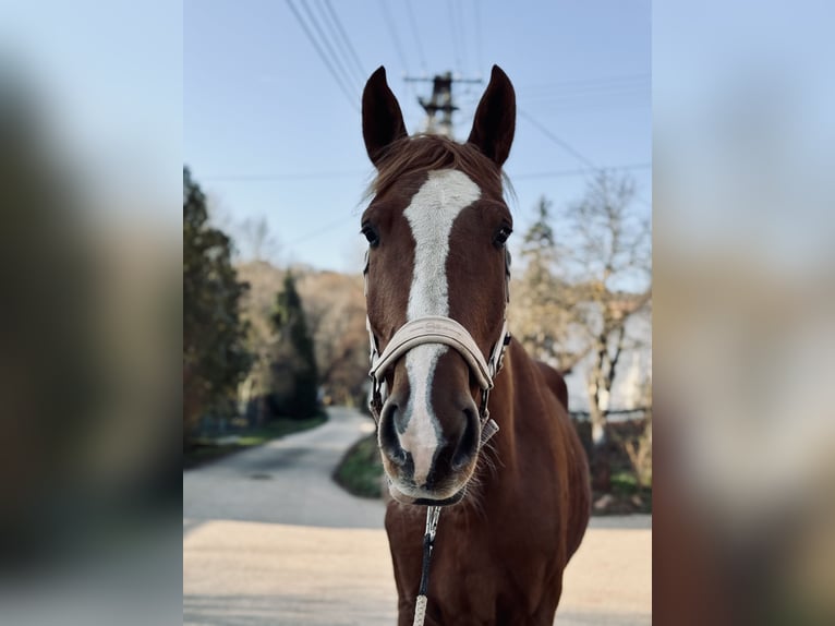 Cheval de sport hongrois Hongre 7 Ans 178 cm Alezan brûlé in Balatonfüred