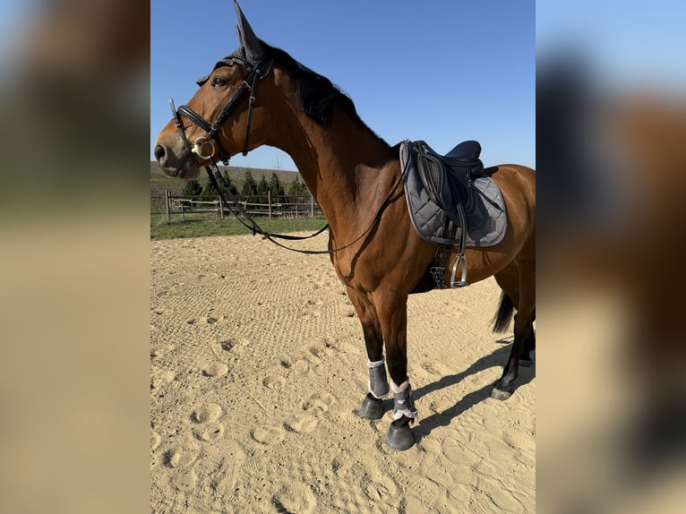 Cheval de sport hongrois Hongre 7 Ans Bai in Bad Kreuznach