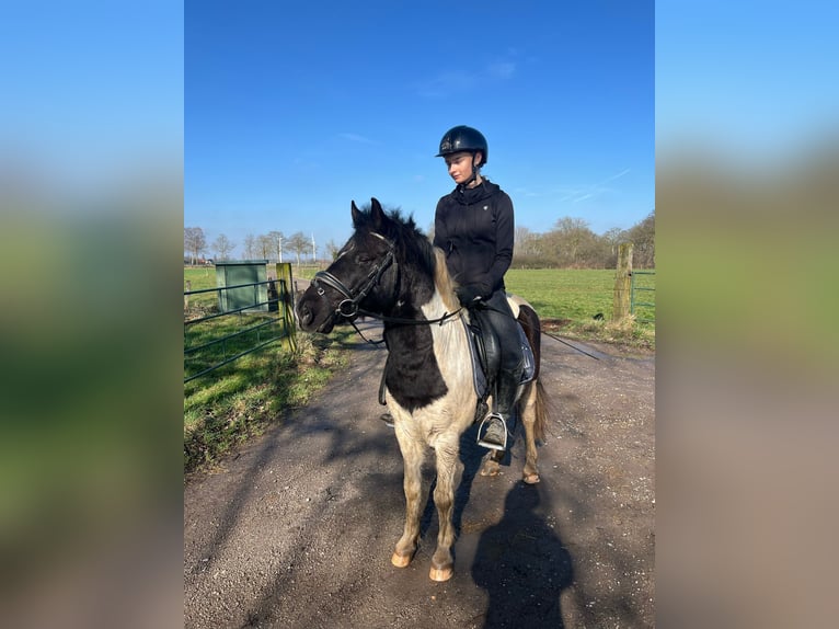 Cheval de sport hongrois Hongre 8 Ans 130 cm Pinto in Straelen