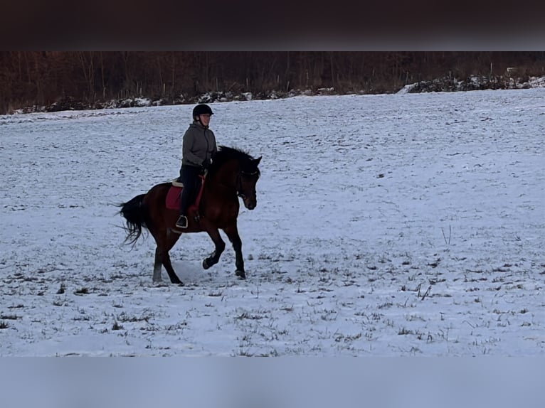 Cheval de sport hongrois Hongre 8 Ans 139 cm Bai in Nußdorf