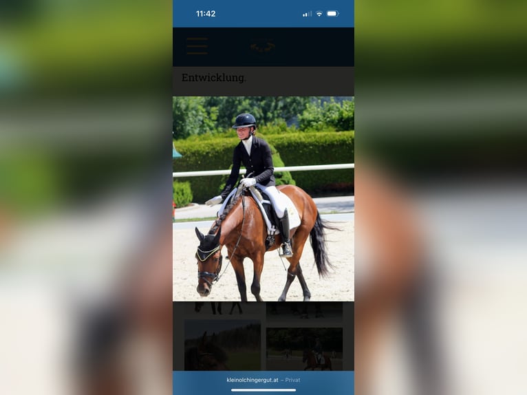 Cheval de sport hongrois Hongre 8 Ans 139 cm Bai in Nußdorf