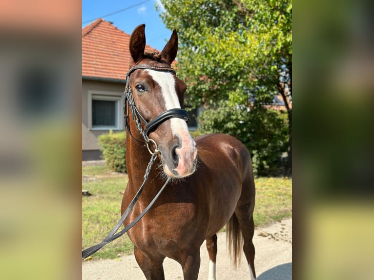 Cheval de sport hongrois Croisé Hongre 8 Ans 148 cm Alezan brûlé in Matzersdorf