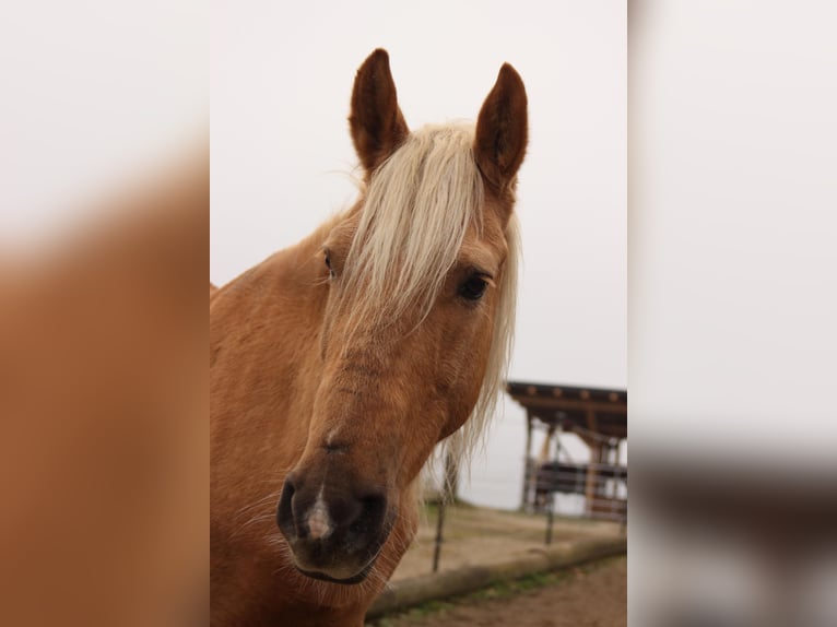 Cheval de sport hongrois Croisé Hongre 8 Ans 150 cm Palomino in Neustadtl-Markt