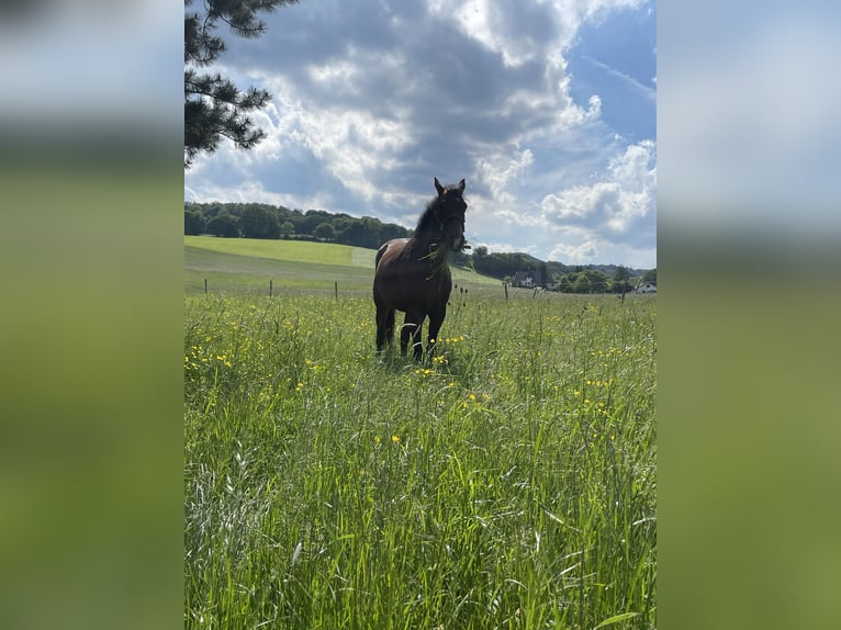 Cheval de sport hongrois Hongre 8 Ans 151 cm Bai in Breitenfurt bei Wien