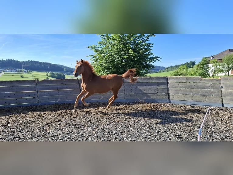 Cheval de sport hongrois Hongre 8 Ans 155 cm Alezan in Aigen-Schlägl