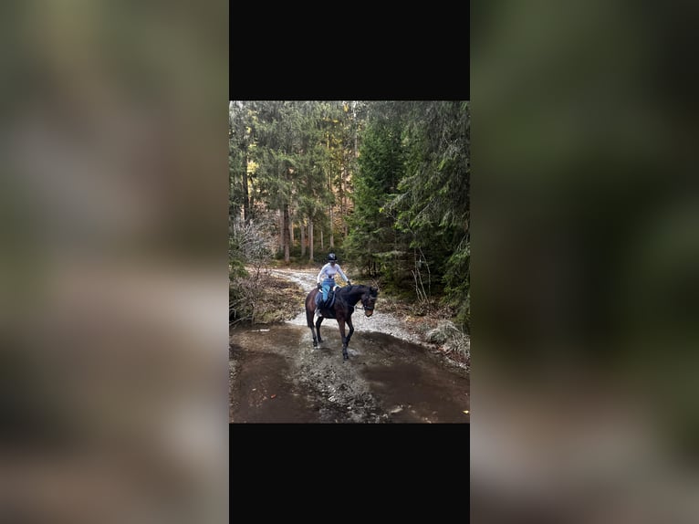 Cheval de sport hongrois Hongre 8 Ans 158 cm Bai in Villach