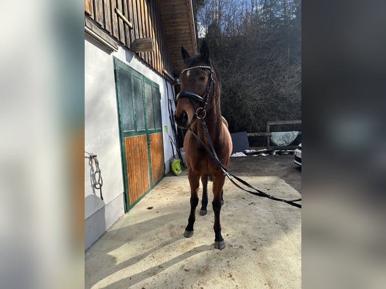 Cheval de sport hongrois Hongre 8 Ans 158 cm Bai in Villach