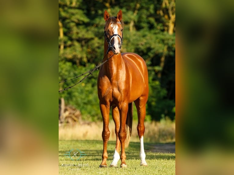 Cheval de sport hongrois Hongre 8 Ans 160 cm Alezan brûlé in Ebreichsdorf