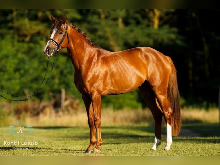 Cheval de sport hongrois Hongre 8 Ans 160 cm Alezan brûlé in Ebreichsdorf