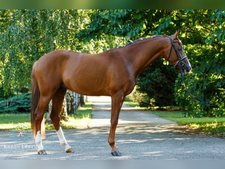 Cheval de sport hongrois Hongre 8 Ans 160 cm Alezan brûlé in Ebreichsdorf