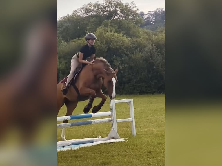 Cheval de sport hongrois Hongre 8 Ans 160 cm Alezan brûlé in Ebreichsdorf