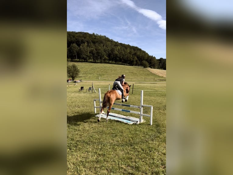 Cheval de sport hongrois Hongre 8 Ans 160 cm Alezan brûlé in Ebreichsdorf