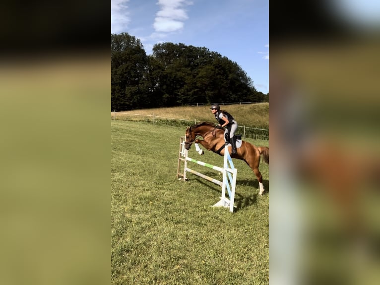 Cheval de sport hongrois Hongre 8 Ans 160 cm Alezan brûlé in Ebreichsdorf