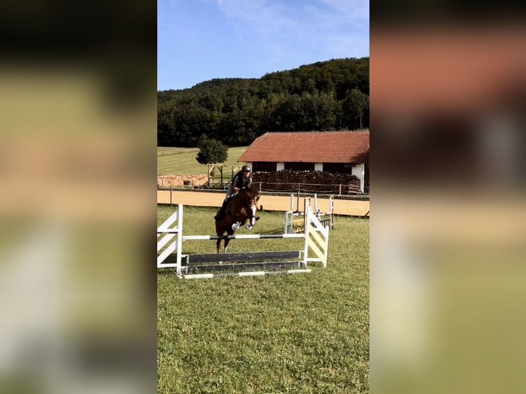 Cheval de sport hongrois Hongre 8 Ans 160 cm Alezan brûlé in Ebreichsdorf