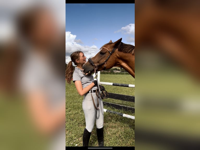 Cheval de sport hongrois Hongre 8 Ans 160 cm Alezan brûlé in Ebreichsdorf