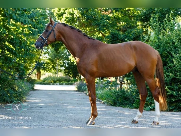 Cheval de sport hongrois Hongre 8 Ans 160 cm Alezan brûlé in Ebreichsdorf