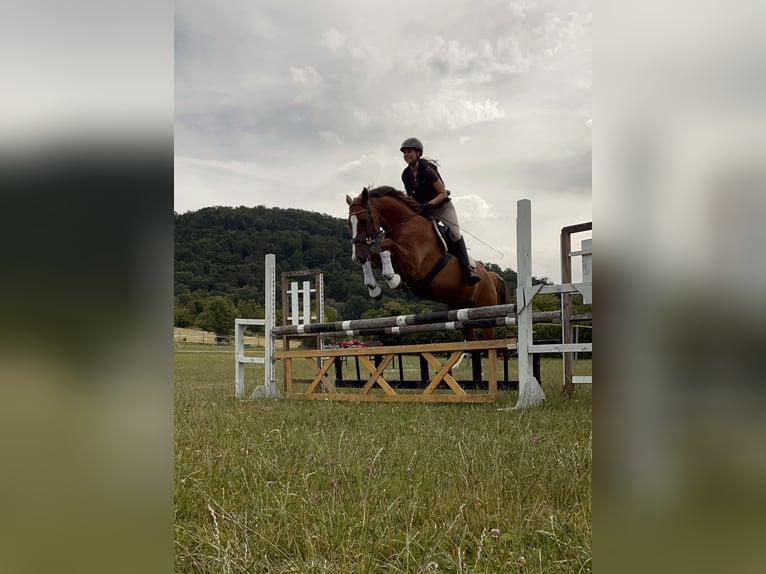 Cheval de sport hongrois Hongre 8 Ans 160 cm Alezan brûlé in Ebreichsdorf