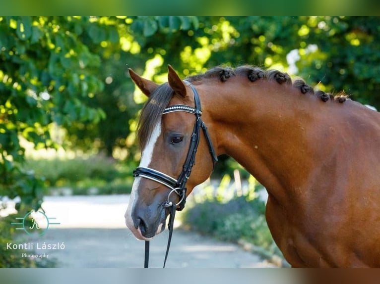 Cheval de sport hongrois Hongre 8 Ans 160 cm Alezan brûlé in Ebreichsdorf