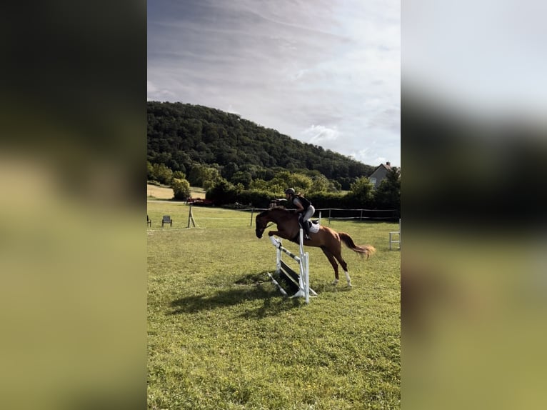 Cheval de sport hongrois Hongre 8 Ans 160 cm Alezan brûlé in Ebreichsdorf