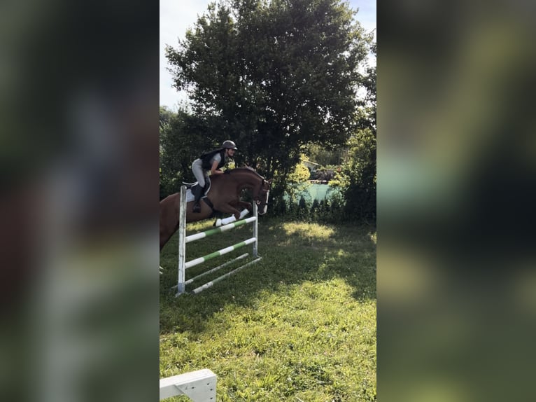 Cheval de sport hongrois Hongre 8 Ans 160 cm Alezan brûlé in Ebreichsdorf