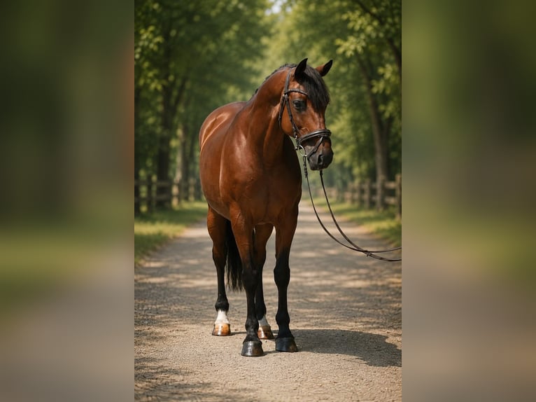 Cheval de sport hongrois Hongre 8 Ans 160 cm Bai in Cegléd