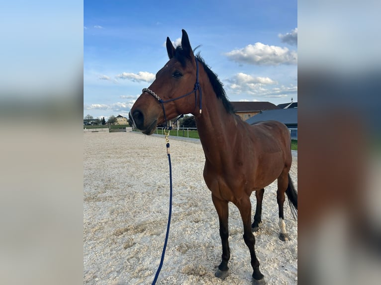 Cheval de sport hongrois Hongre 8 Ans 160 cm Bai in Ulrichsberg