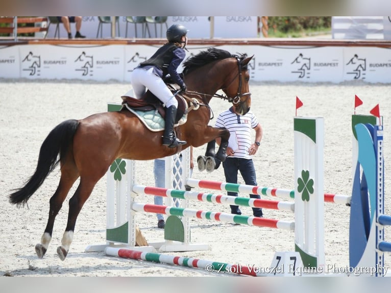 Cheval de sport hongrois Hongre 8 Ans 162 cm Bai cerise in Pilis